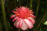 Fleur Guadeloupe